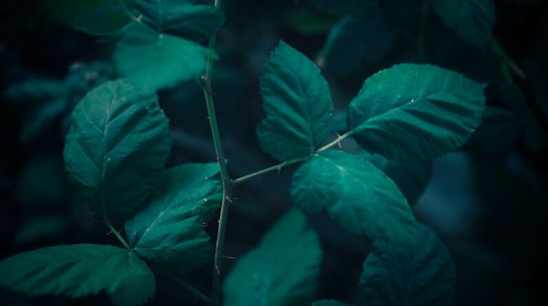 Photo Healthy forest