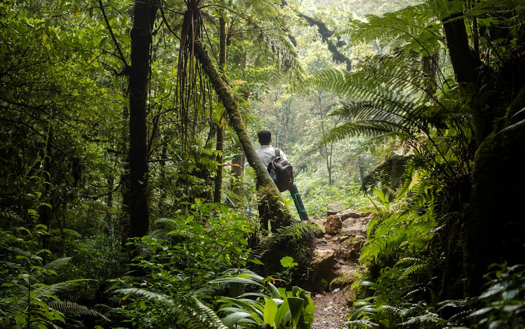 Photo Tropical Rainforest