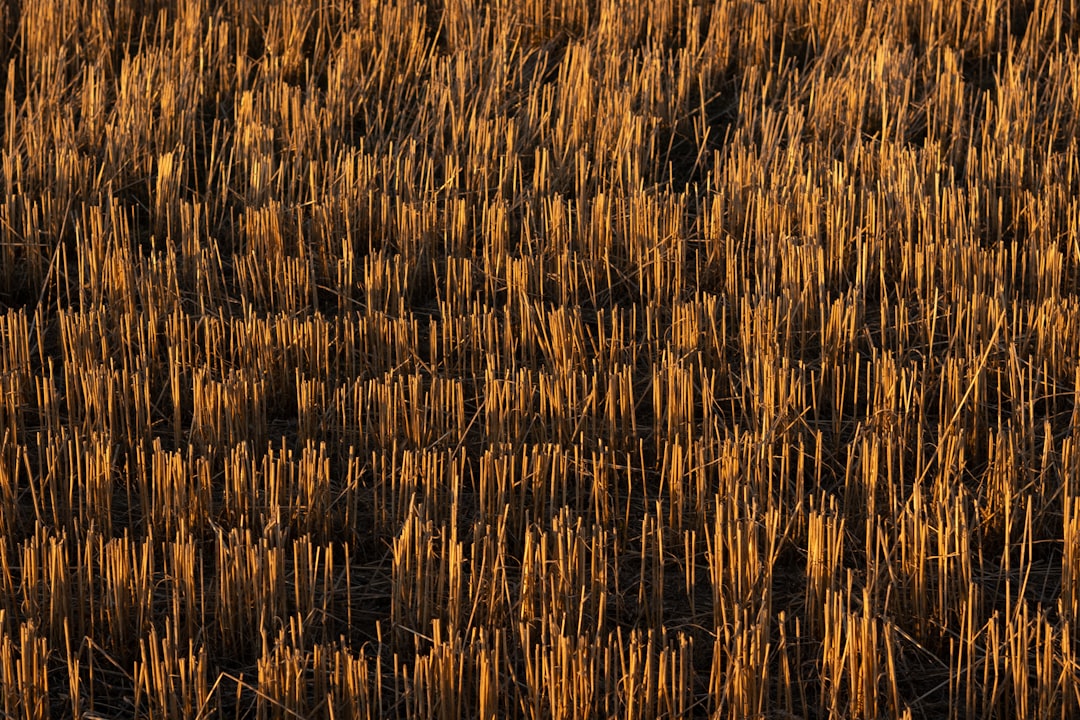 Photo Dry fields