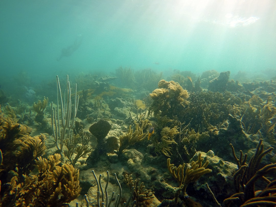 Photo Coral reef