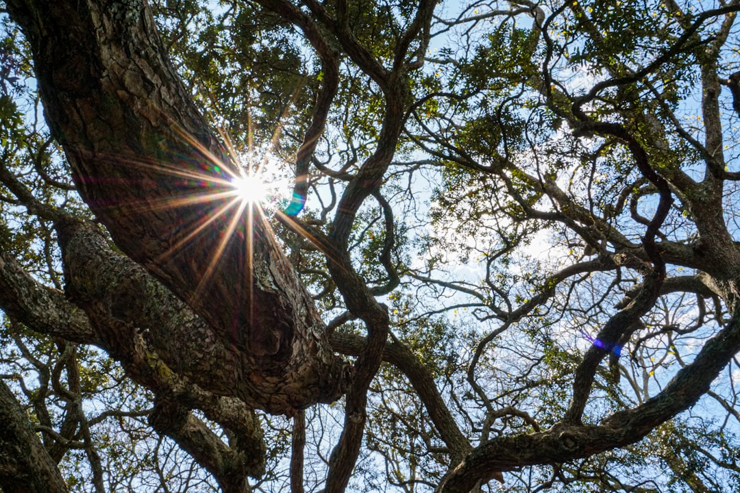 Photo Tree growth