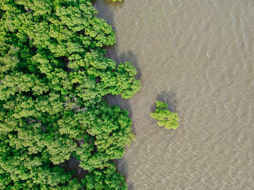 Photo Mangrove forest