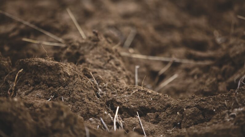 Photo Rich soil
