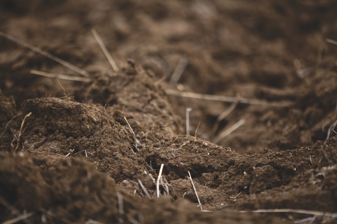 Photo Rich soil