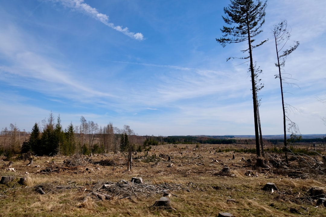 Photo Environmental devastation
