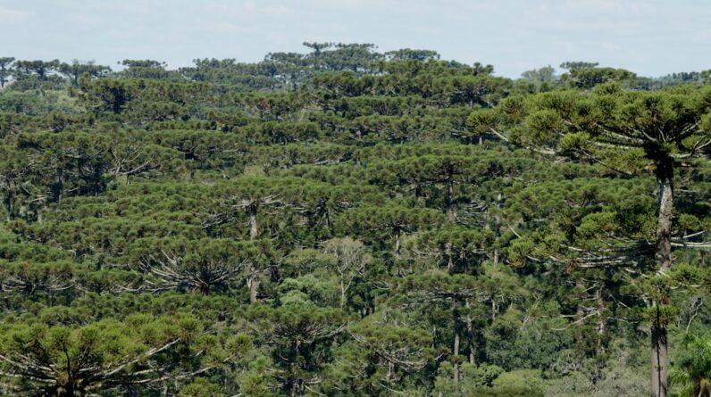 Photo Reforestation Impact