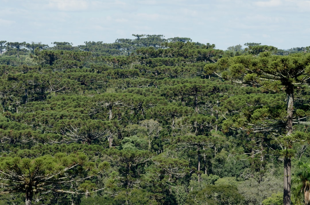 Photo Reforestation Impact