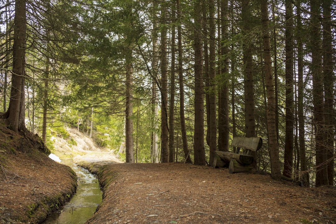 Photo Quiet forest