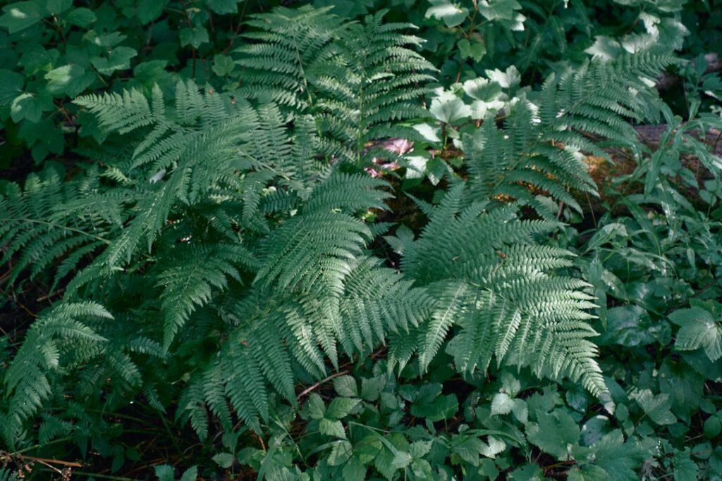 Photo Lush forest