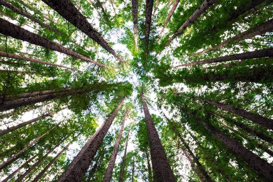 Photo Tree planting