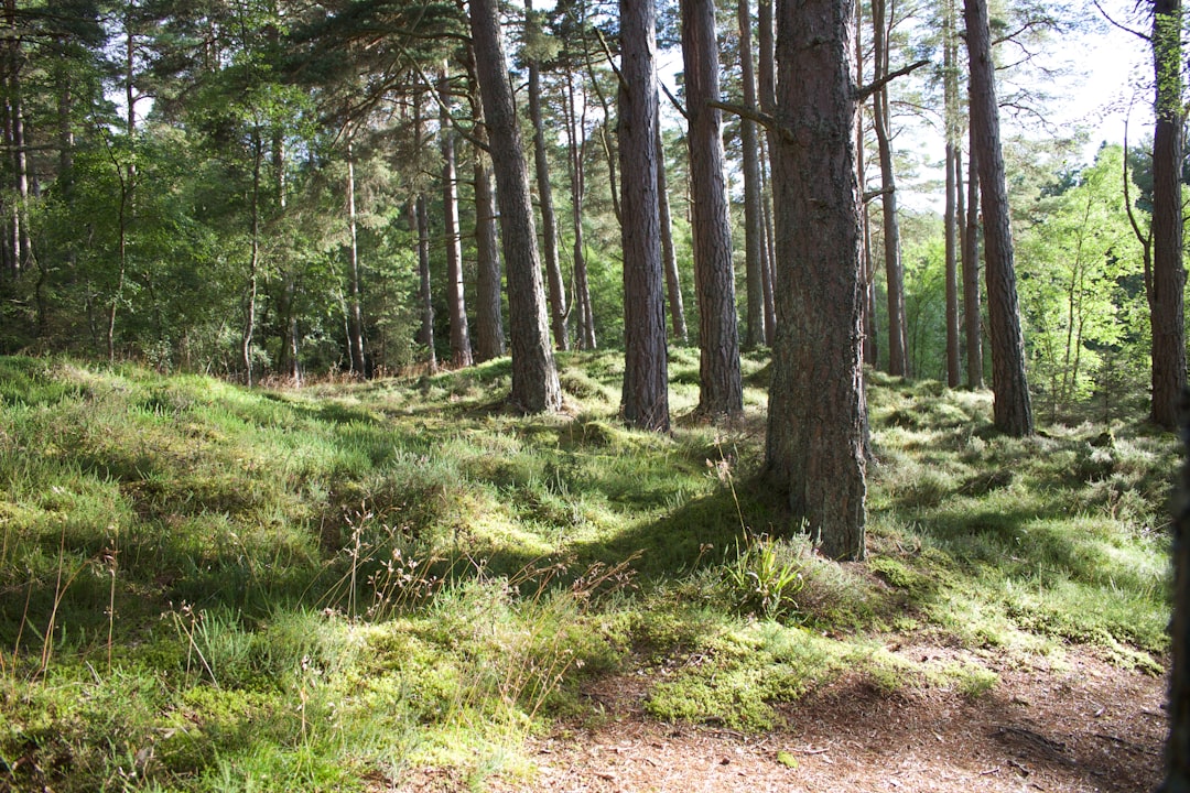 Photo Forest clearing