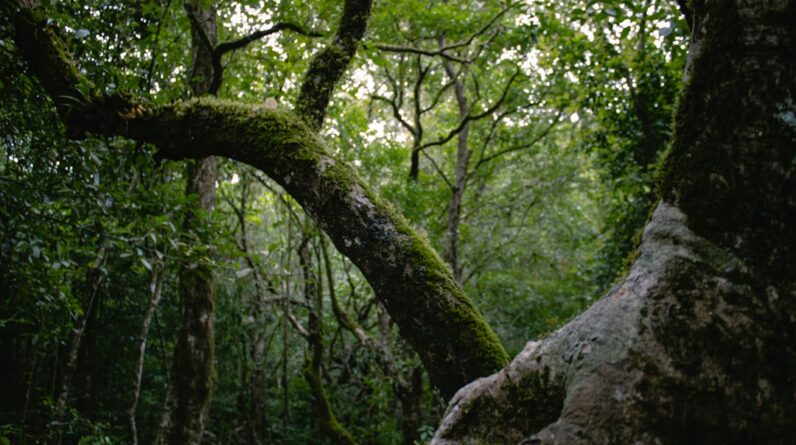 Photo Ecosystem Restoration