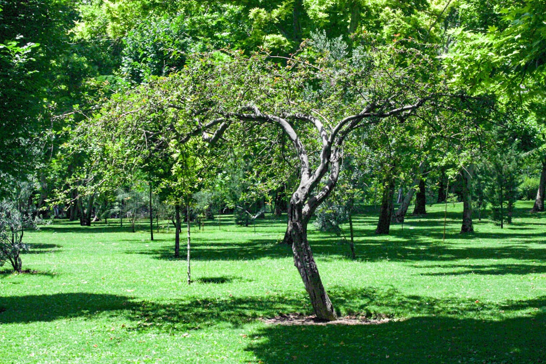 Photo Tree-planting event