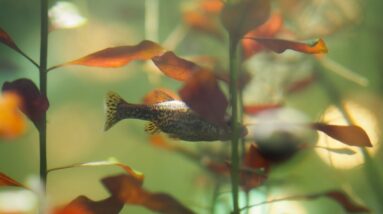 The Oceanic Oxygen Cycle