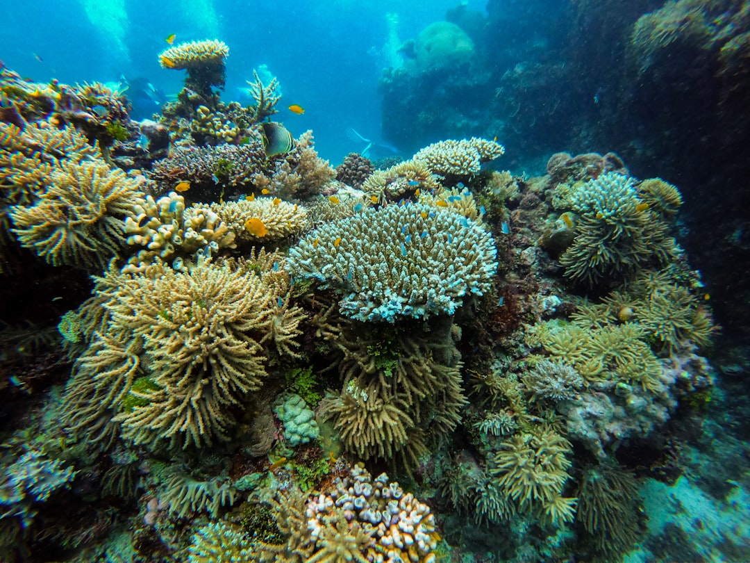 Photo Coral reef
