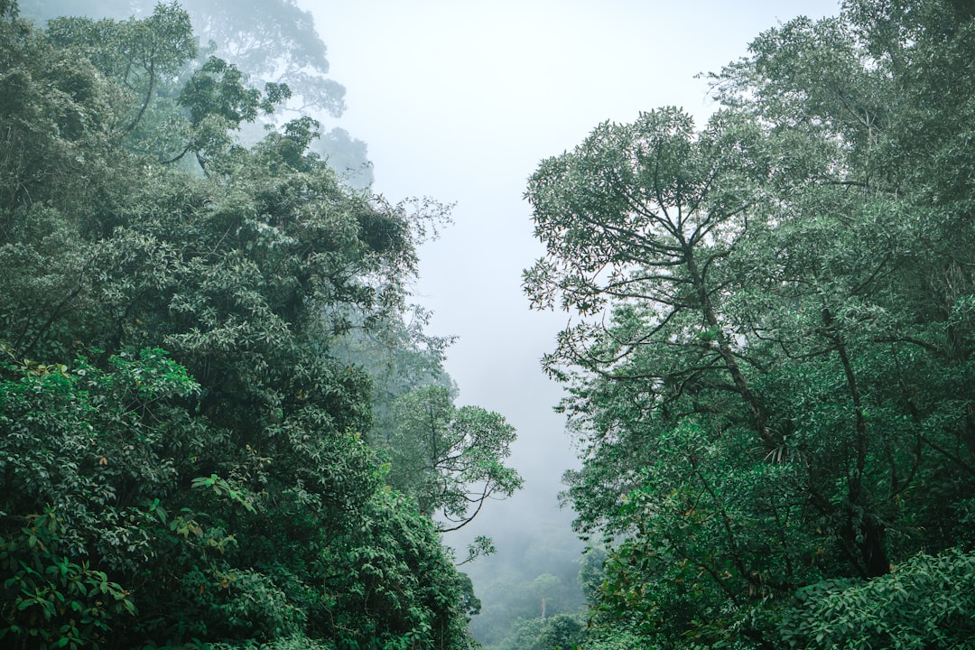 Photo Rainforest regeneration