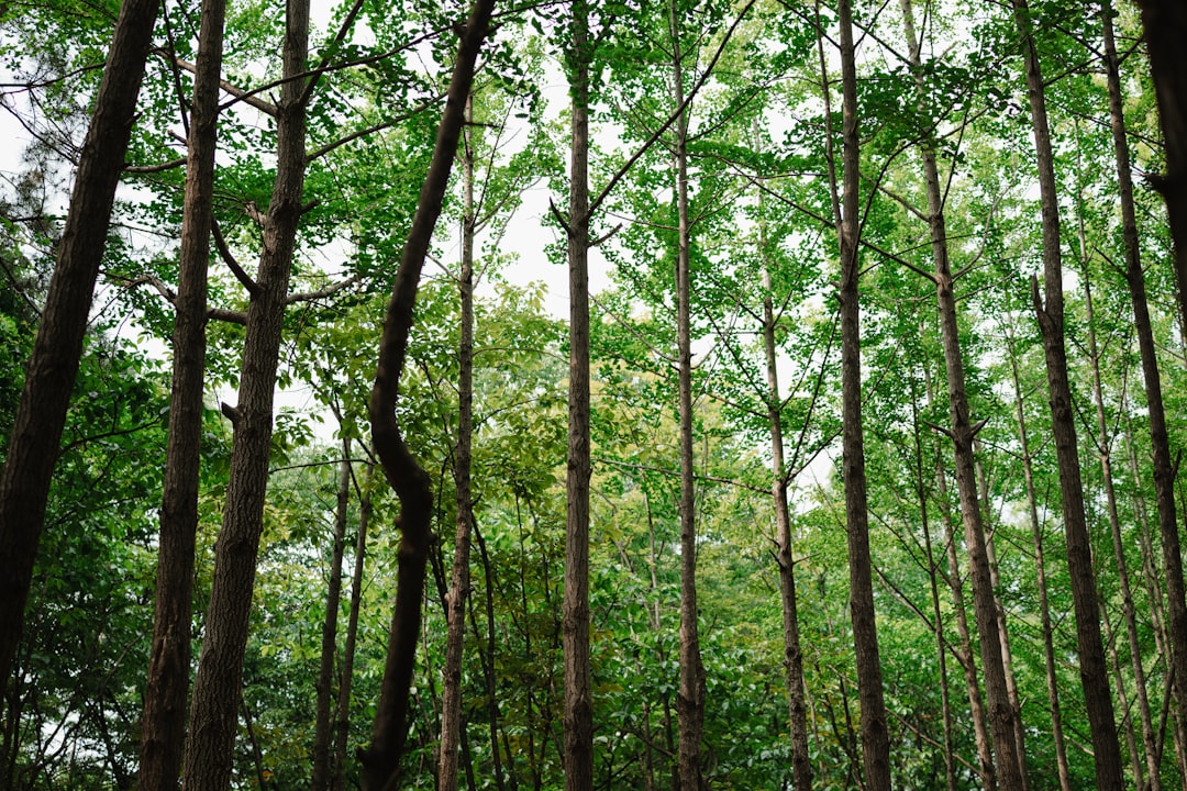 Photo Carbon offset forest