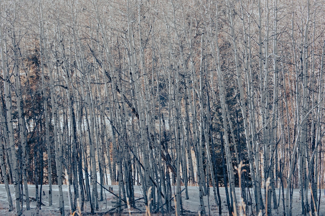 Photo Charred trees