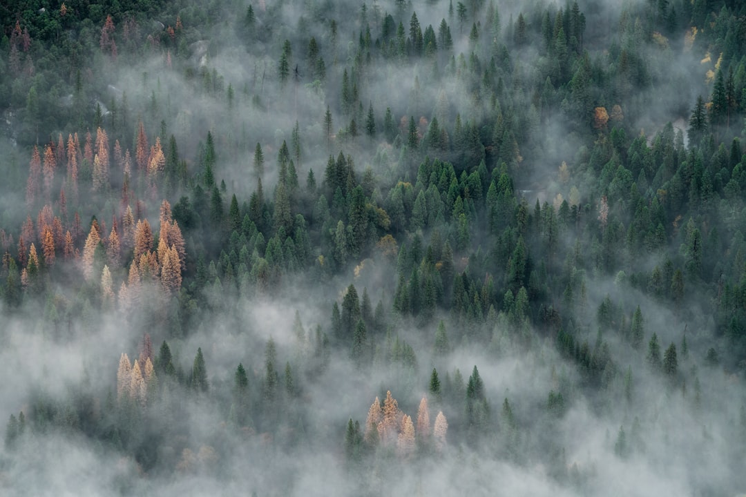 Photo Forest fire