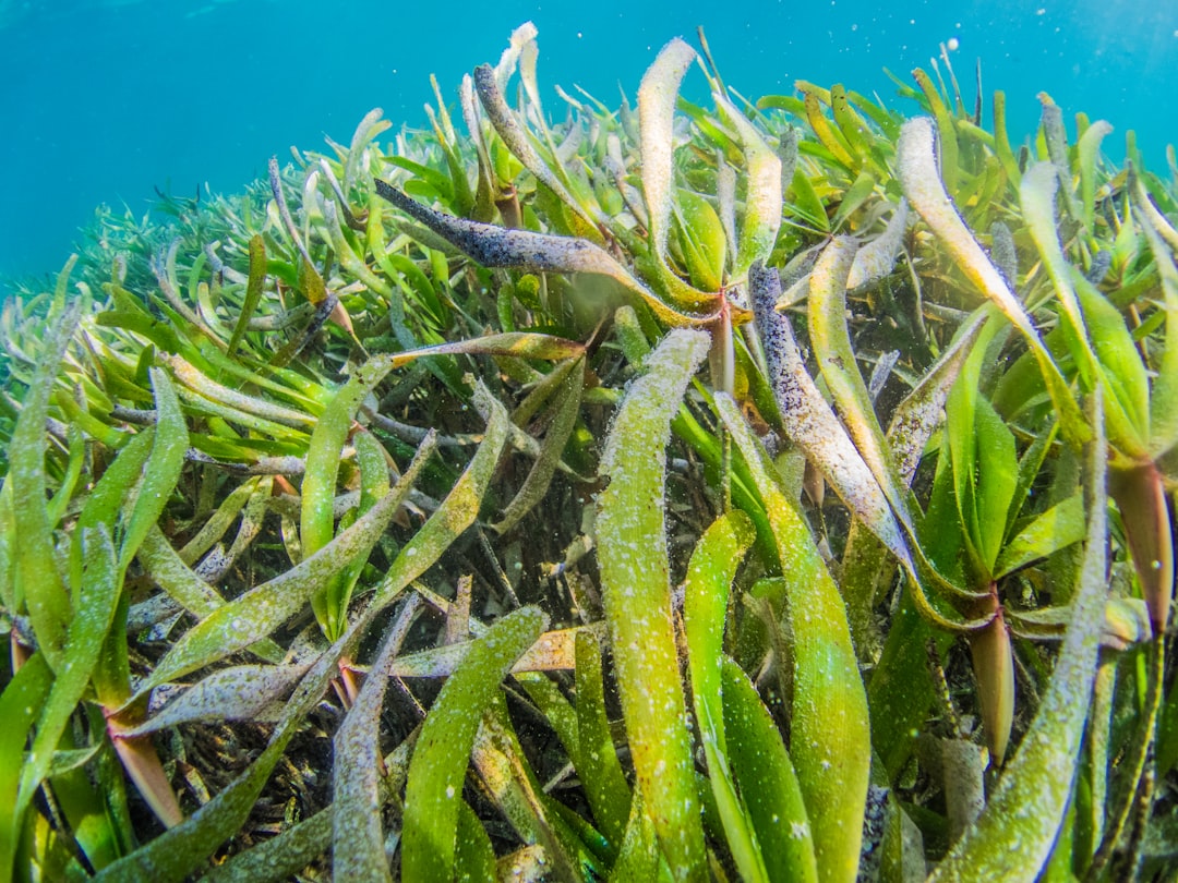 Photo Ocean conservation