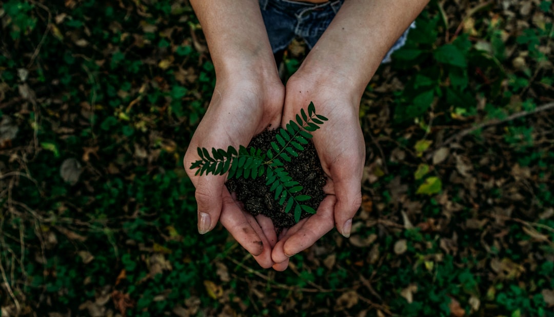Photo Tree planting