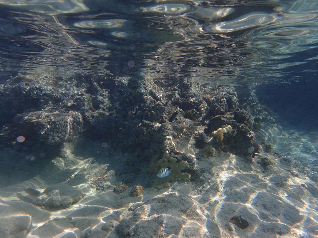 Photo Underwater debris