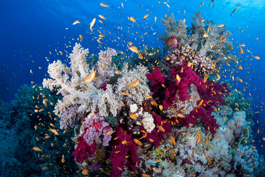 Photo Coral bleaching