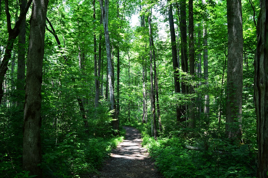 Photo Green forest