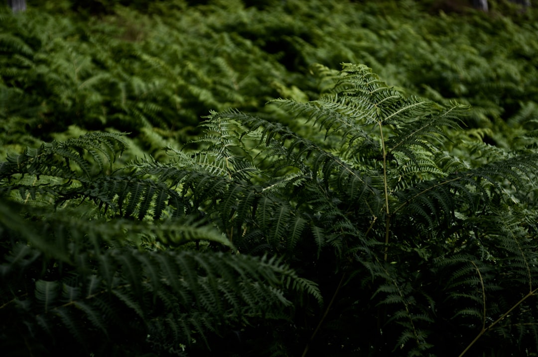 Photo Lush greenery