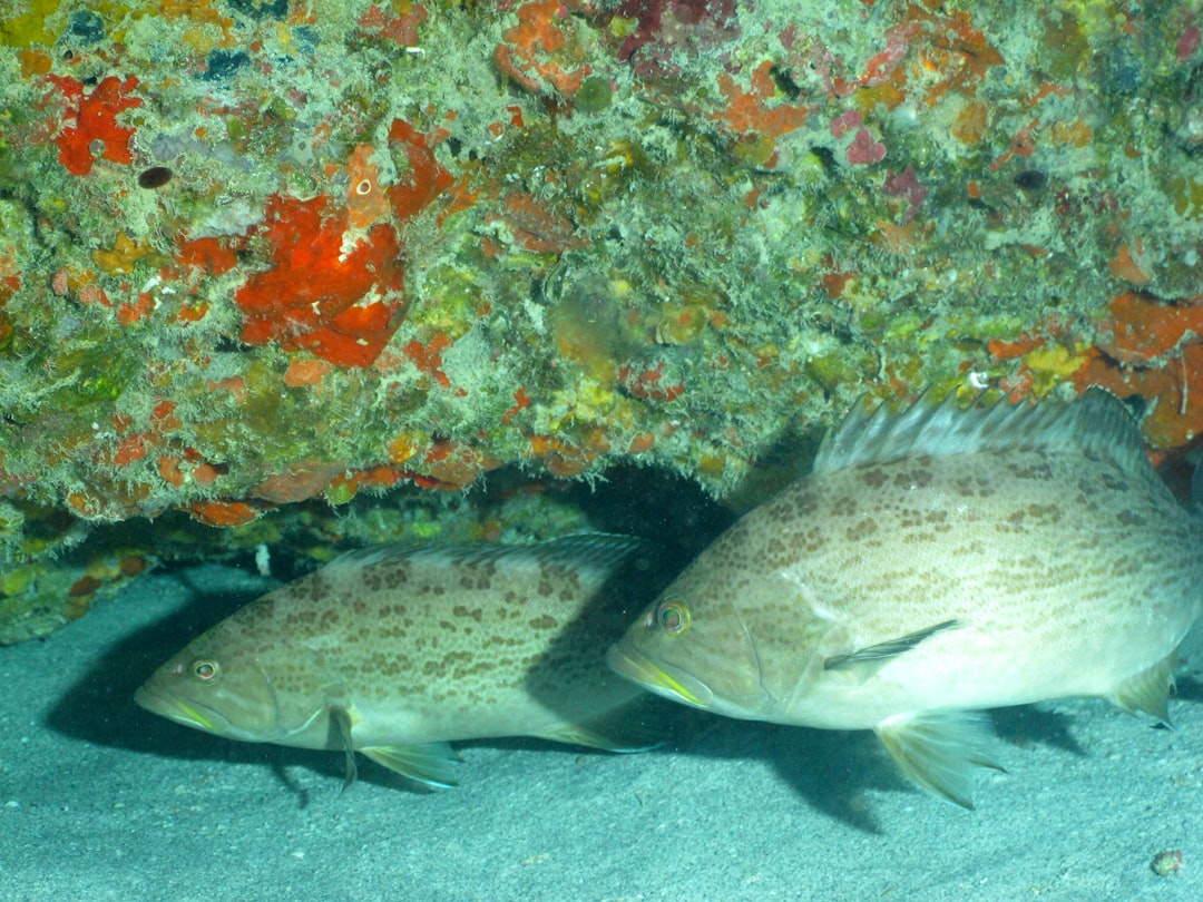 Photo Oceanic Research