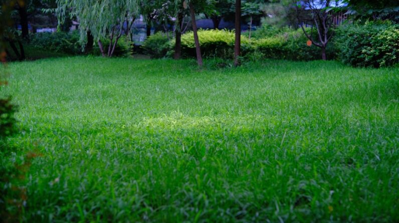 Photo Lawn fertilizer