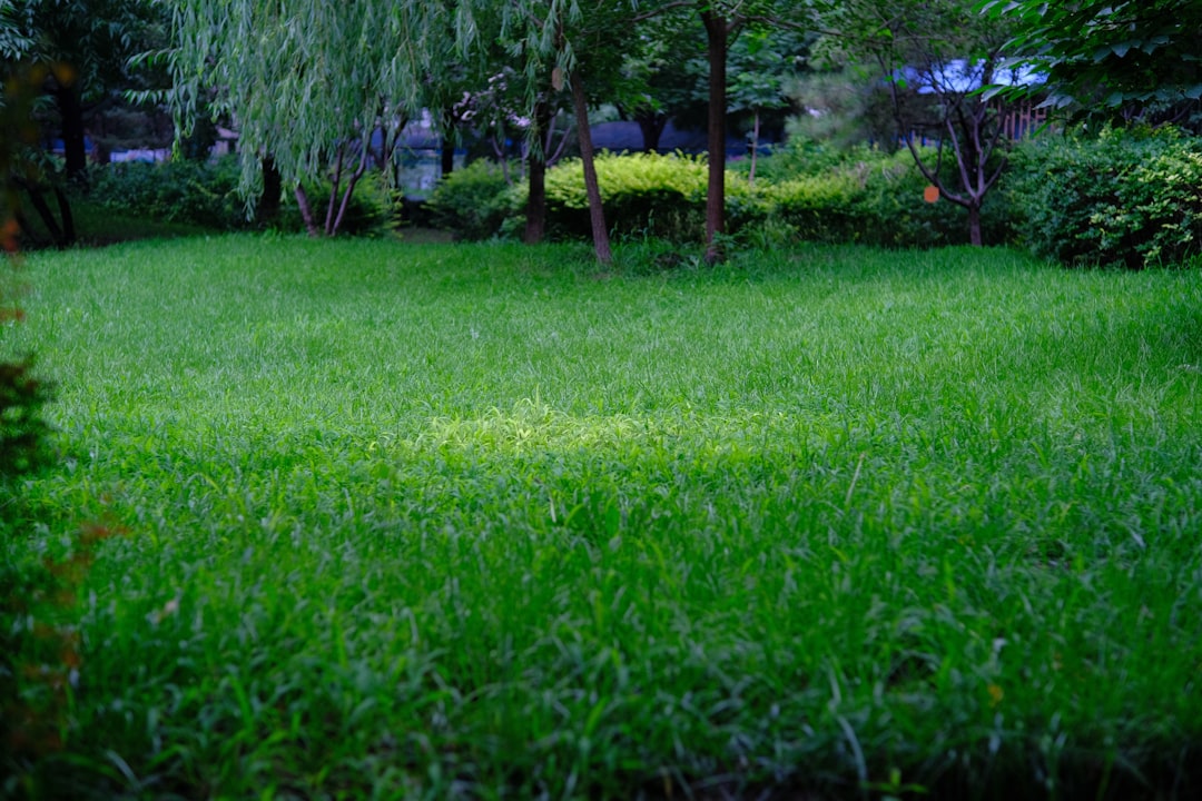 Photo Lawn fertilizer