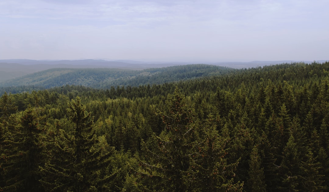 Photo Healthy forest