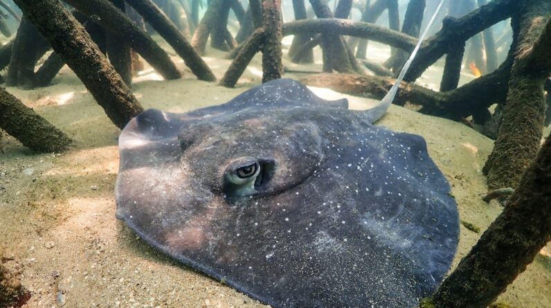 Photo Underwater forest