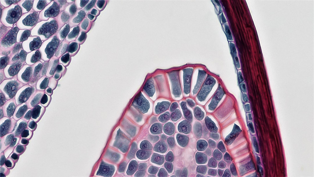 Photo Microscopic algae