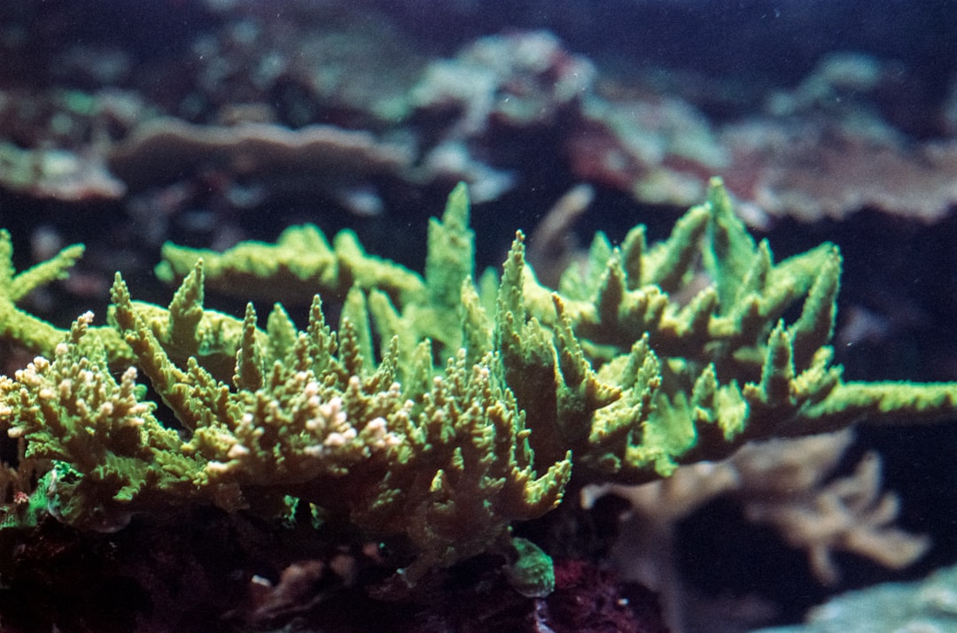 Photo Coral restoration