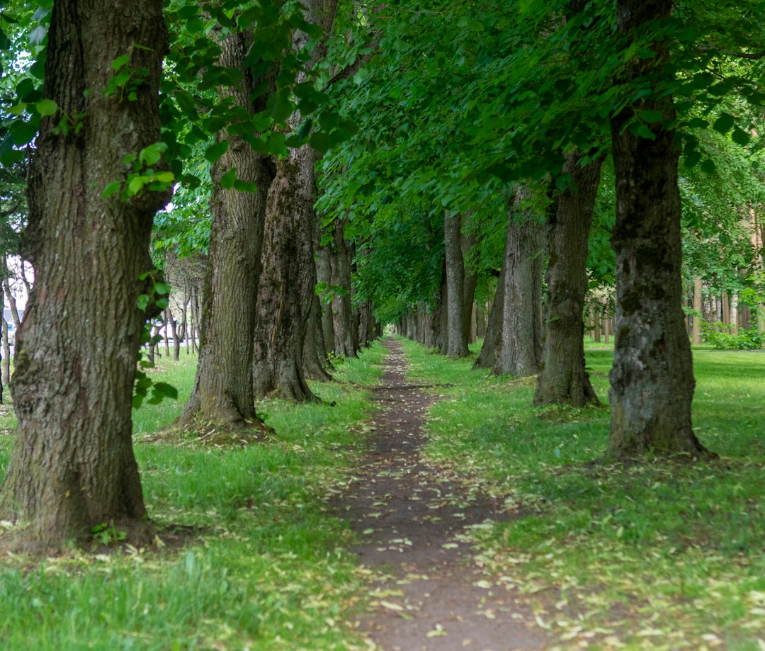 Photo Forest Corridor