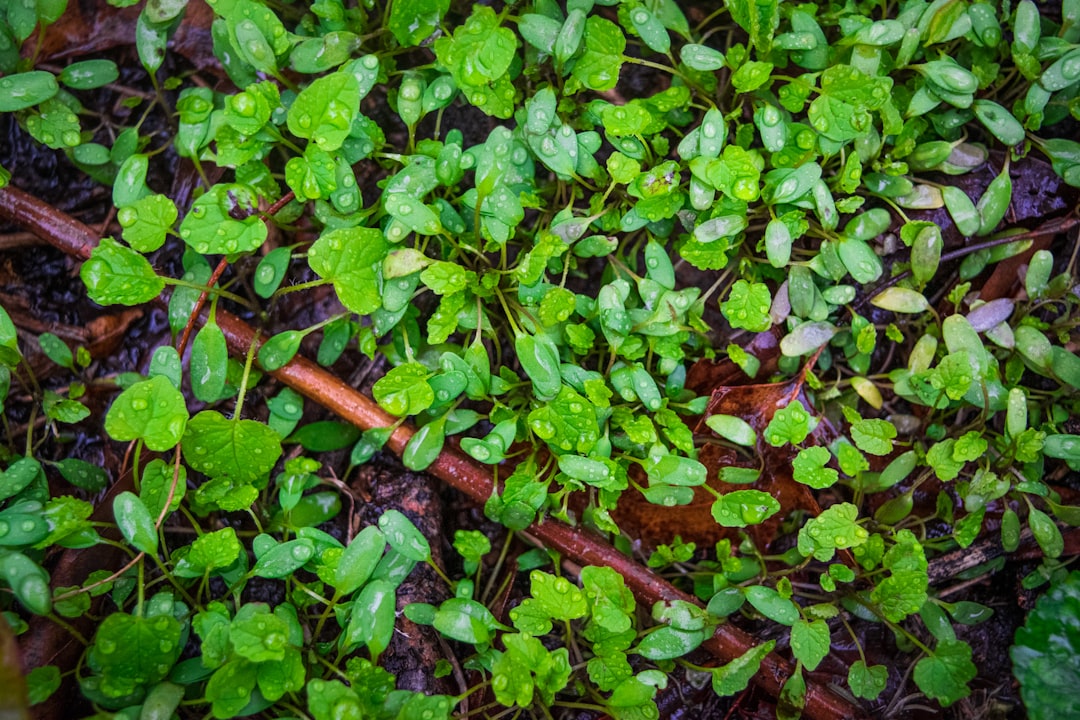 Photo Lush forest