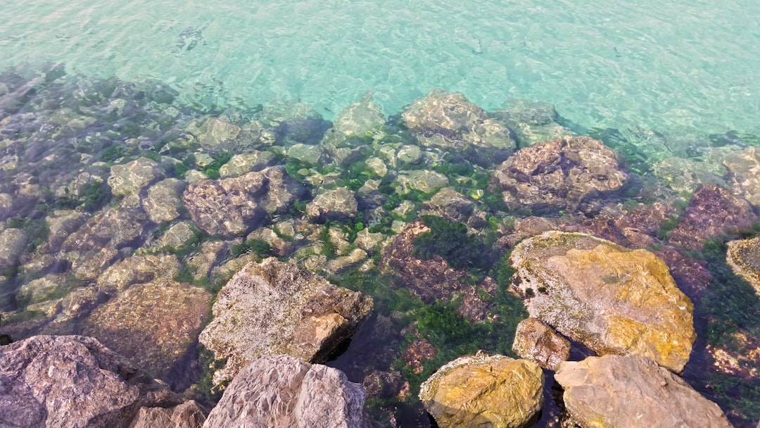 Photo Marine algae
