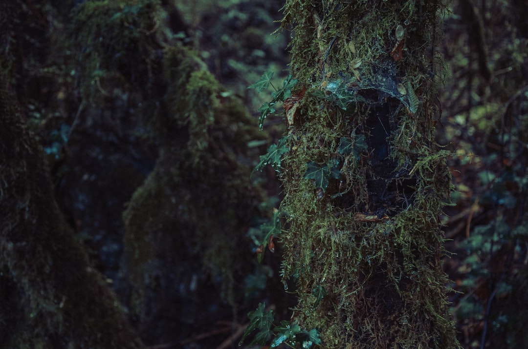 Photo Underwater forest