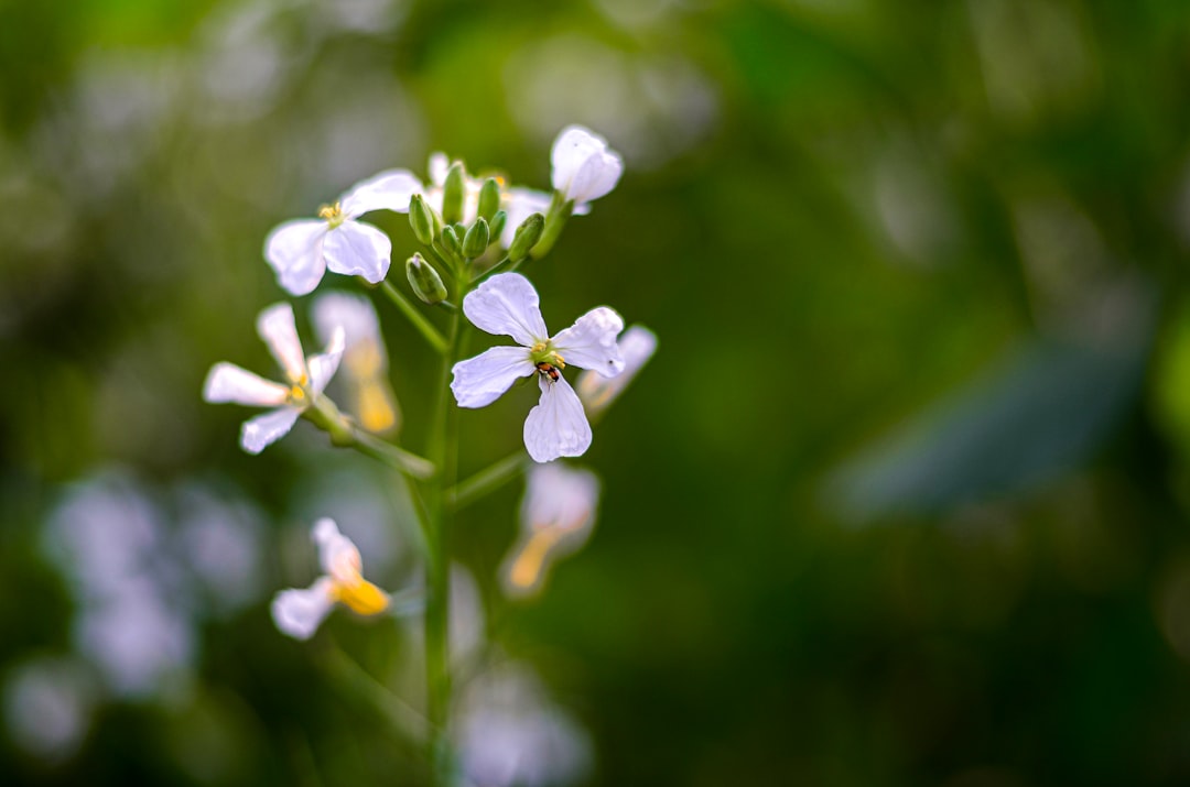 Photo Natures beauty
