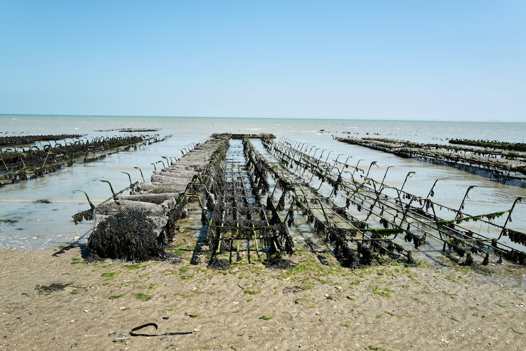 Photo Seaweed farm
