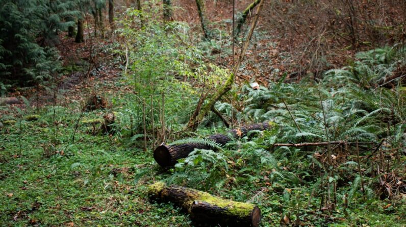Photo Lush forest