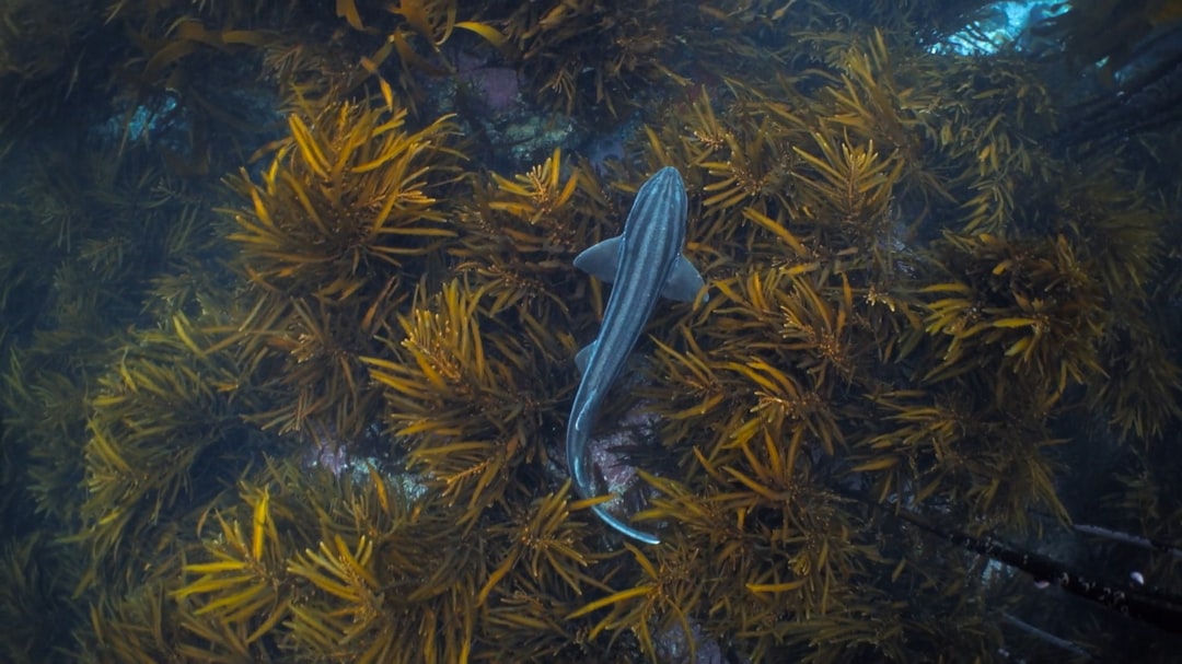 Photo Underwater algae