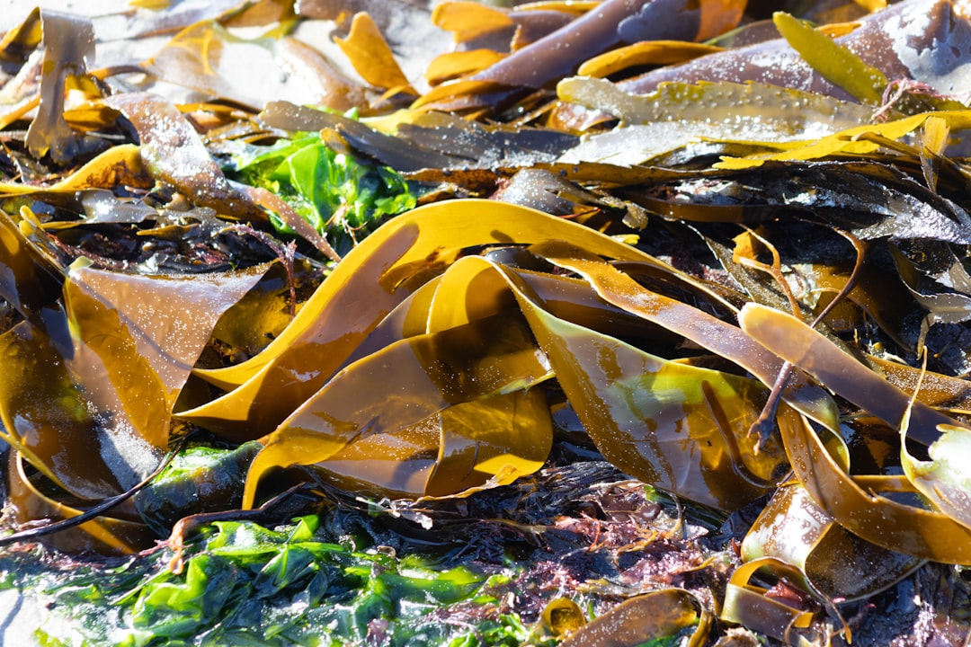 Photo Seaweed farm