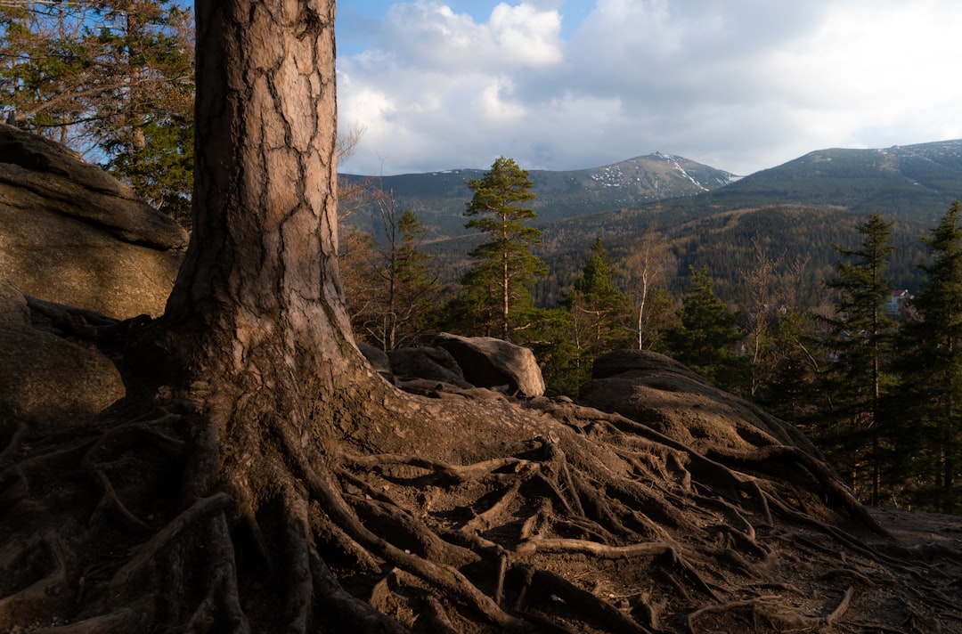 Photo Tree roots