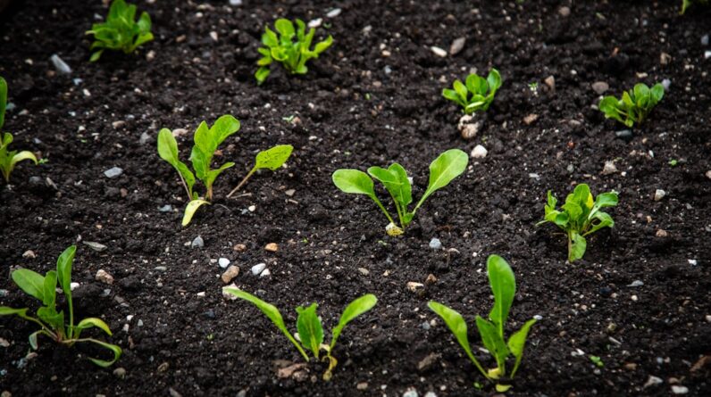 Photo Regrowth process