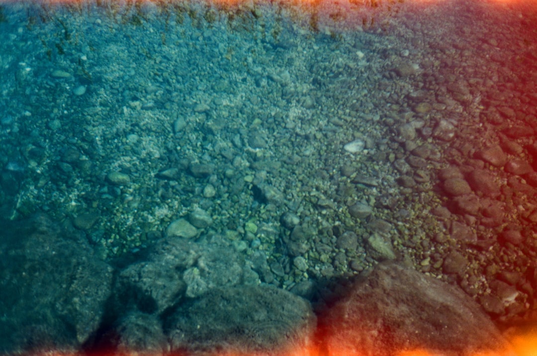 Photo Sargassum mats