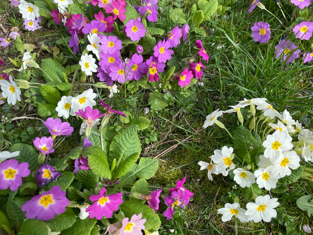 Photo Flourishing wildflowers