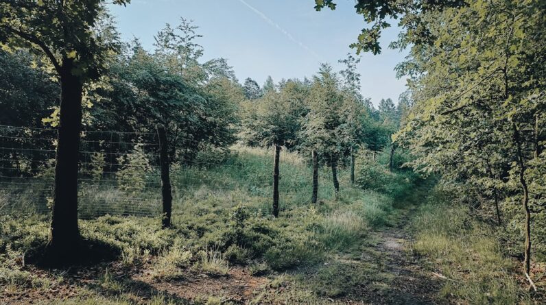 Photo Reforestation forest